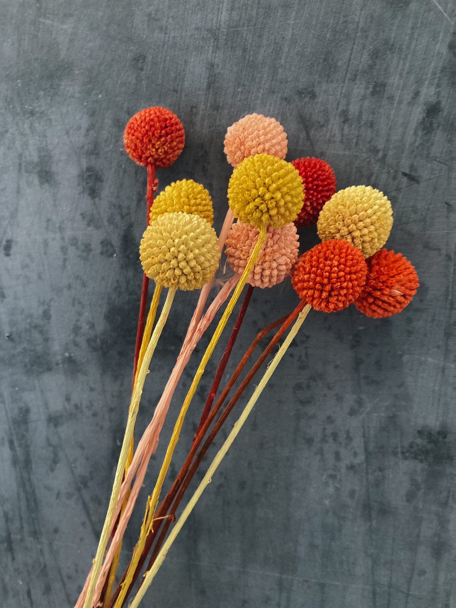 The dried flower autumn edit / DRIED flowers UK DRIED Limited