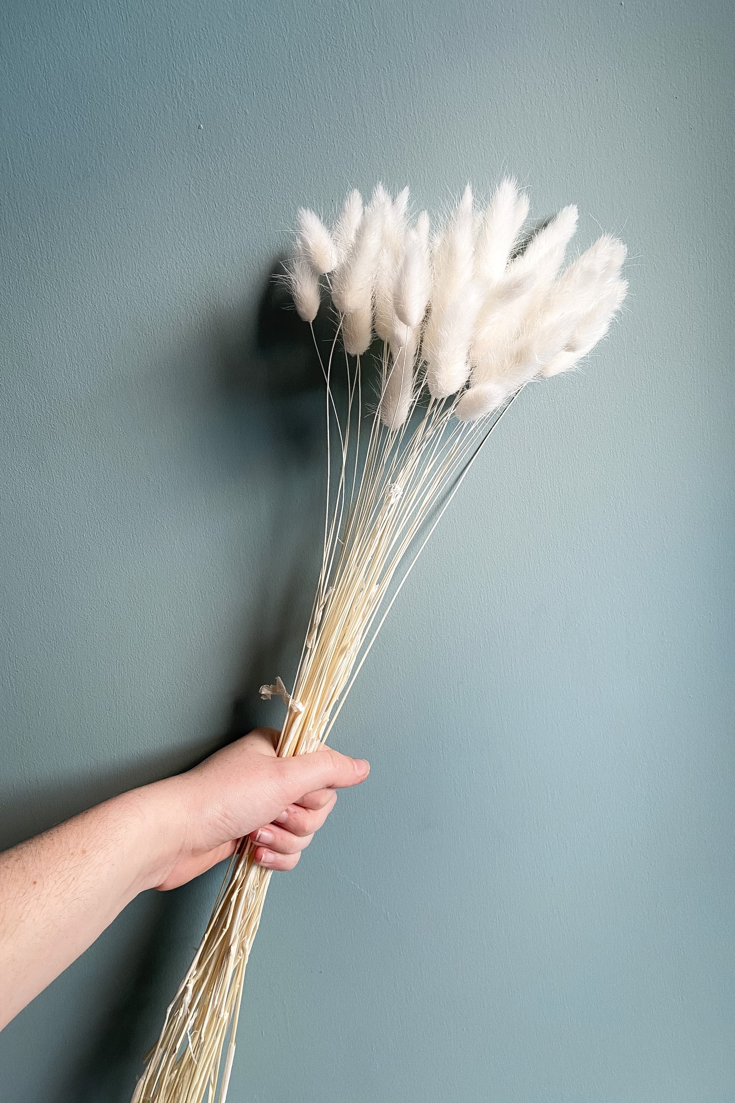 Dried Bunny Tails - White