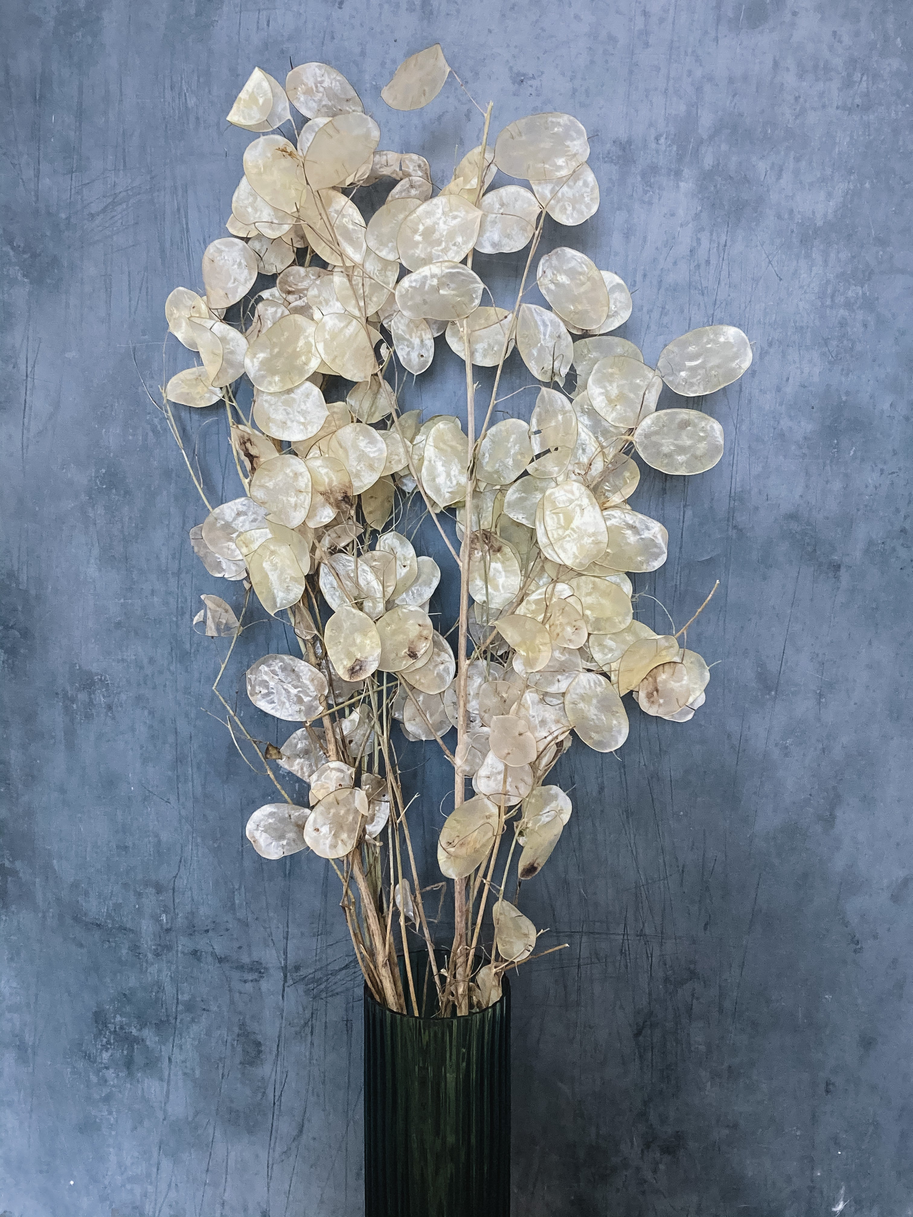 Dried Lunaria Honesty – DRIED Limited