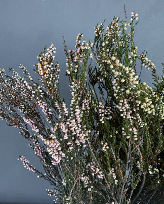 Dried Heather