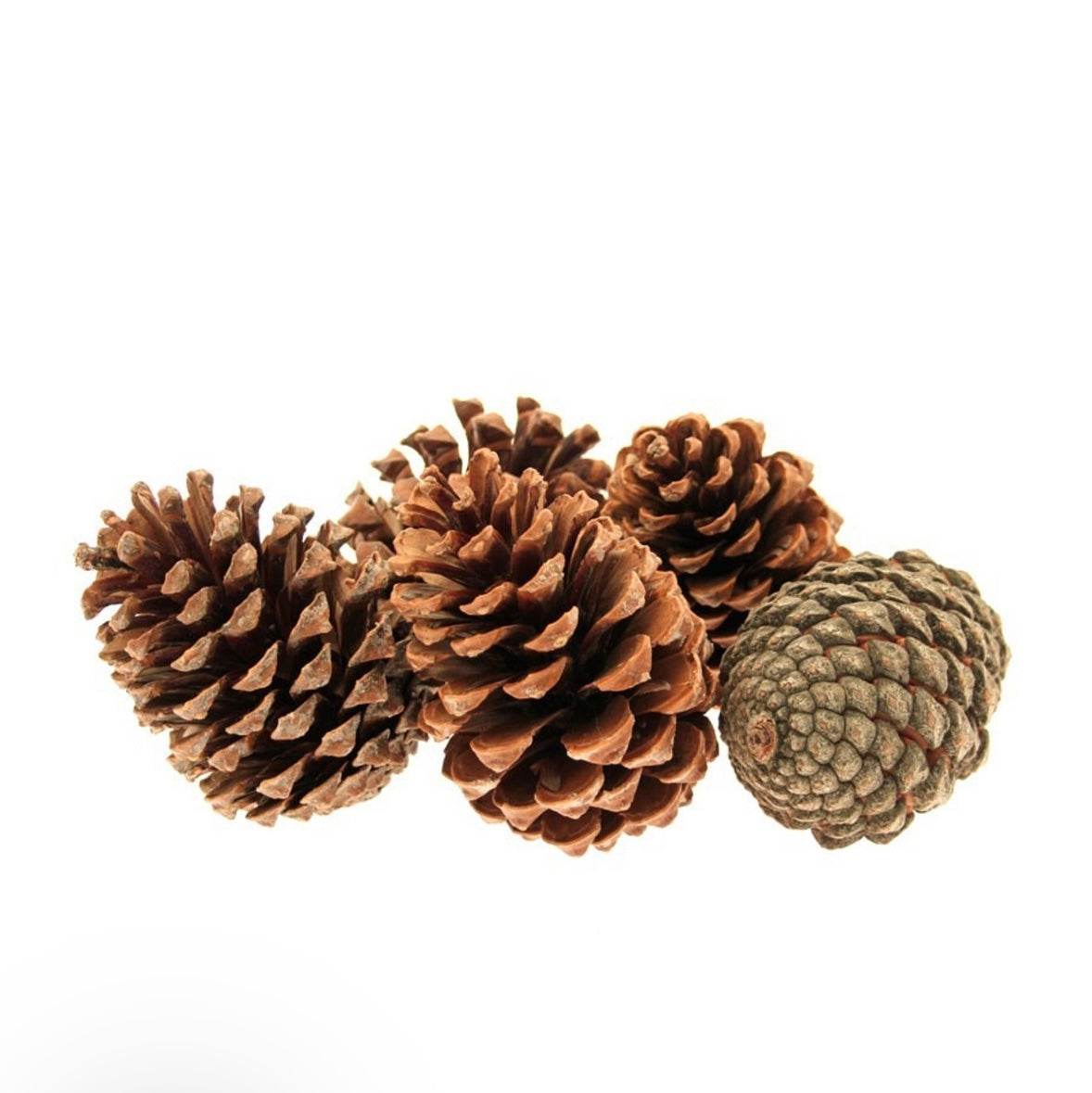 Loose Dried Pine Cones