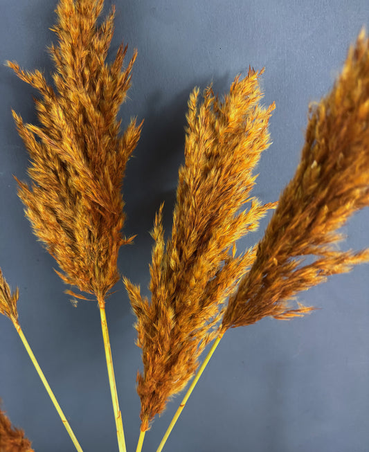 Pampas grass - rust orange