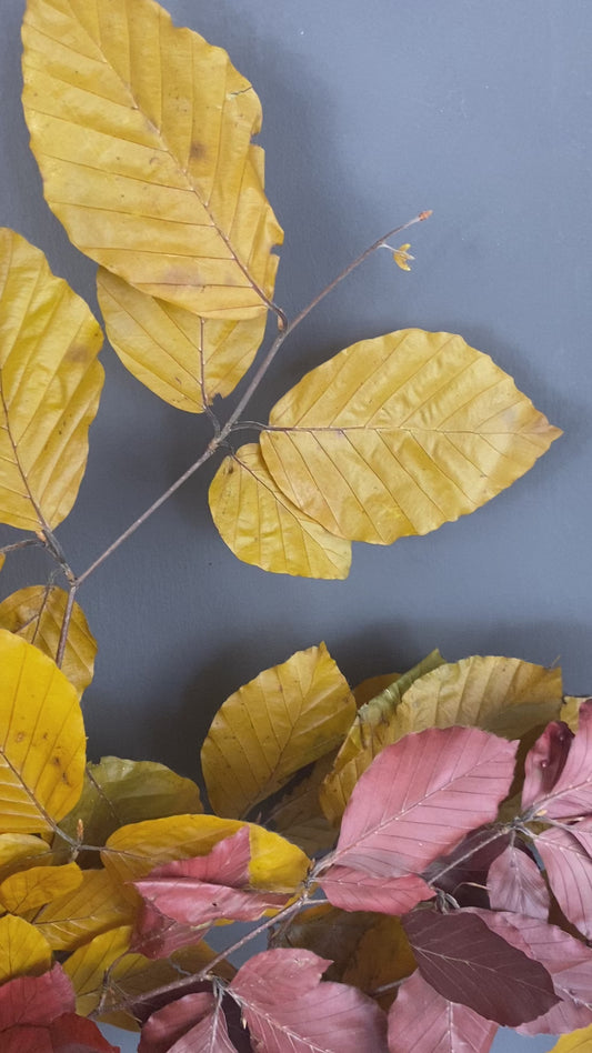 Preserved beech - autumn shades