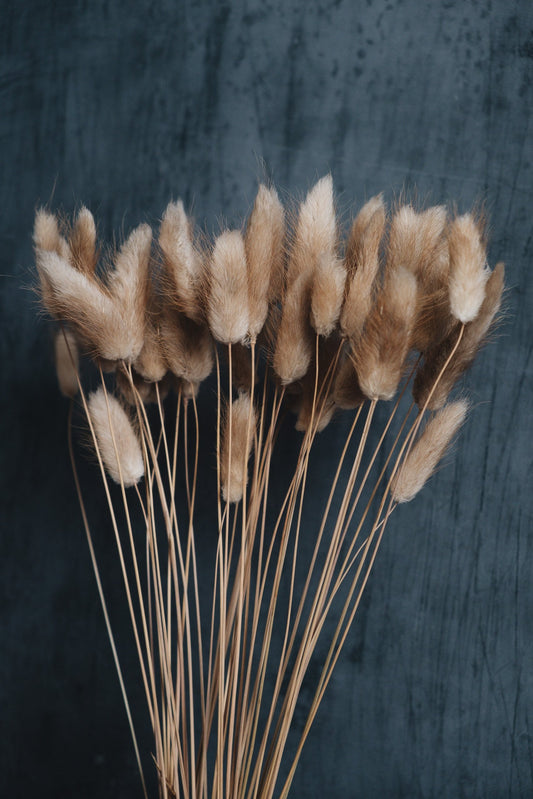 Dried Bunny Tails - Natural x20