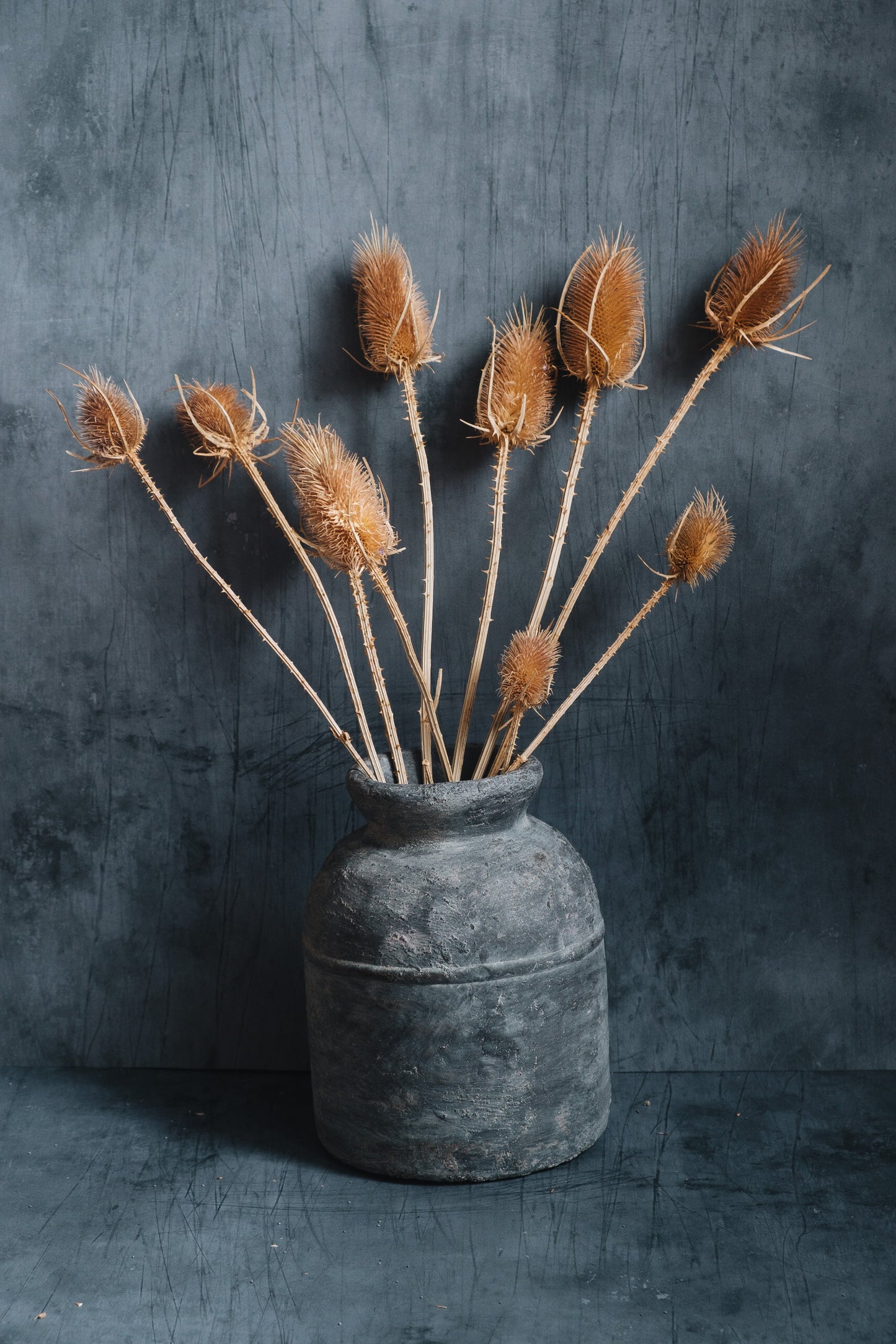 Dried Cardoon Thistles