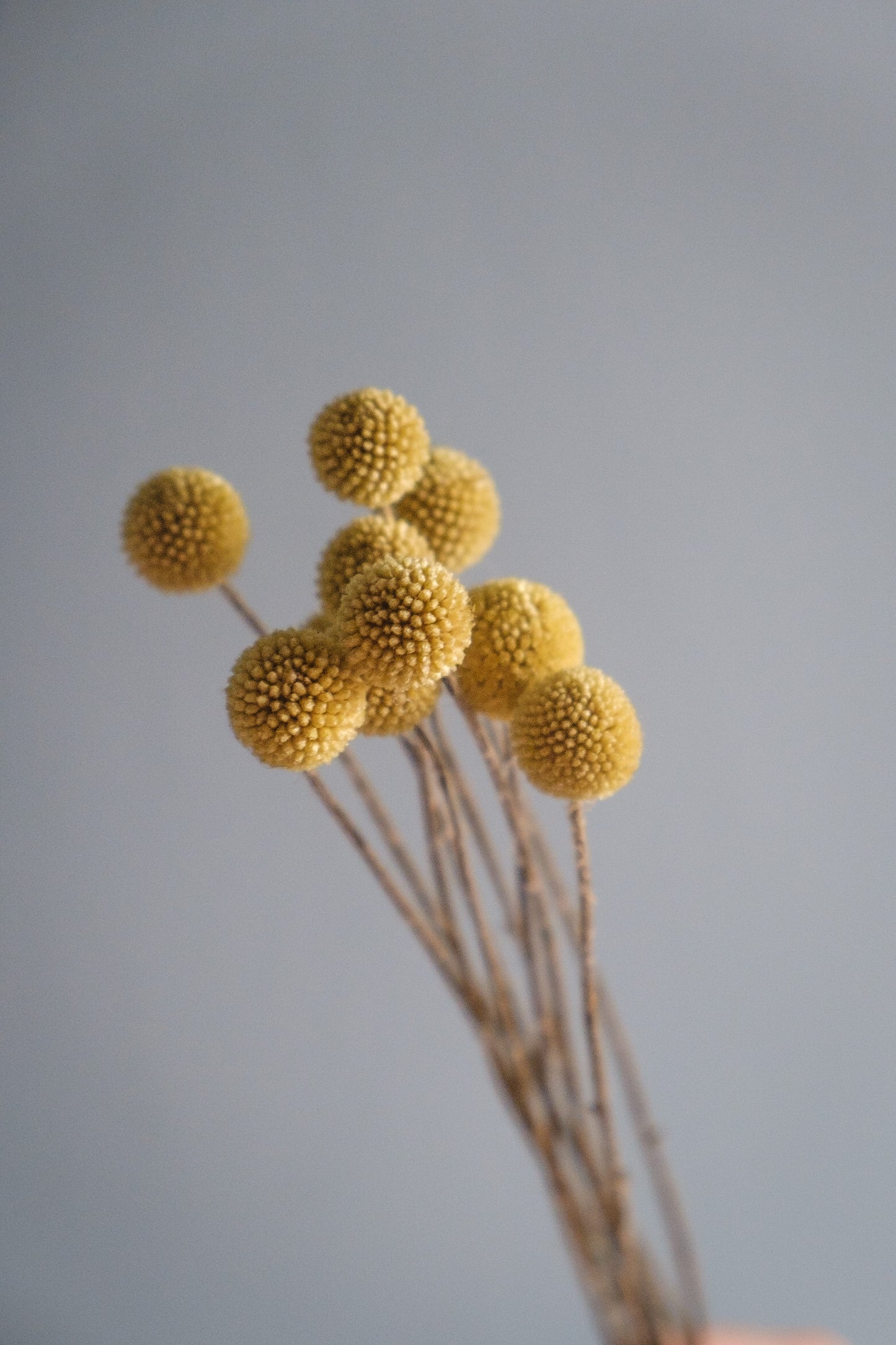 Dried Billy Buttons - Yellow (Craspedia)