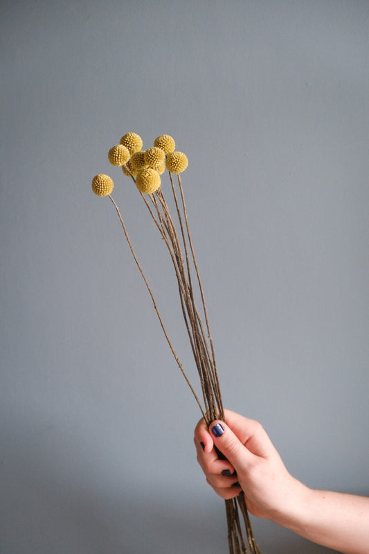 Dried Billy Buttons - Yellow (Craspedia)
