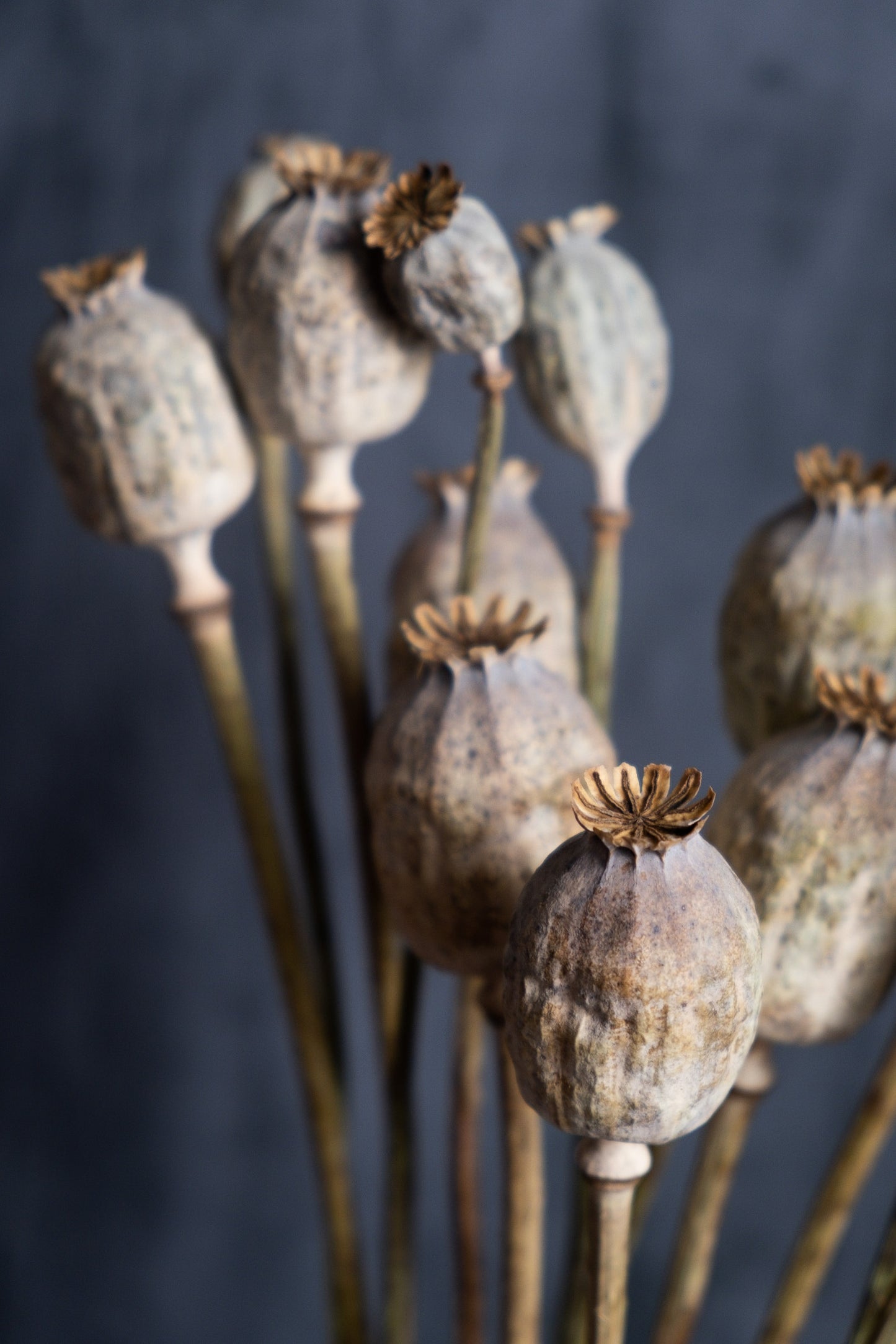 Dried Poppy Seed Heads (Papaver)