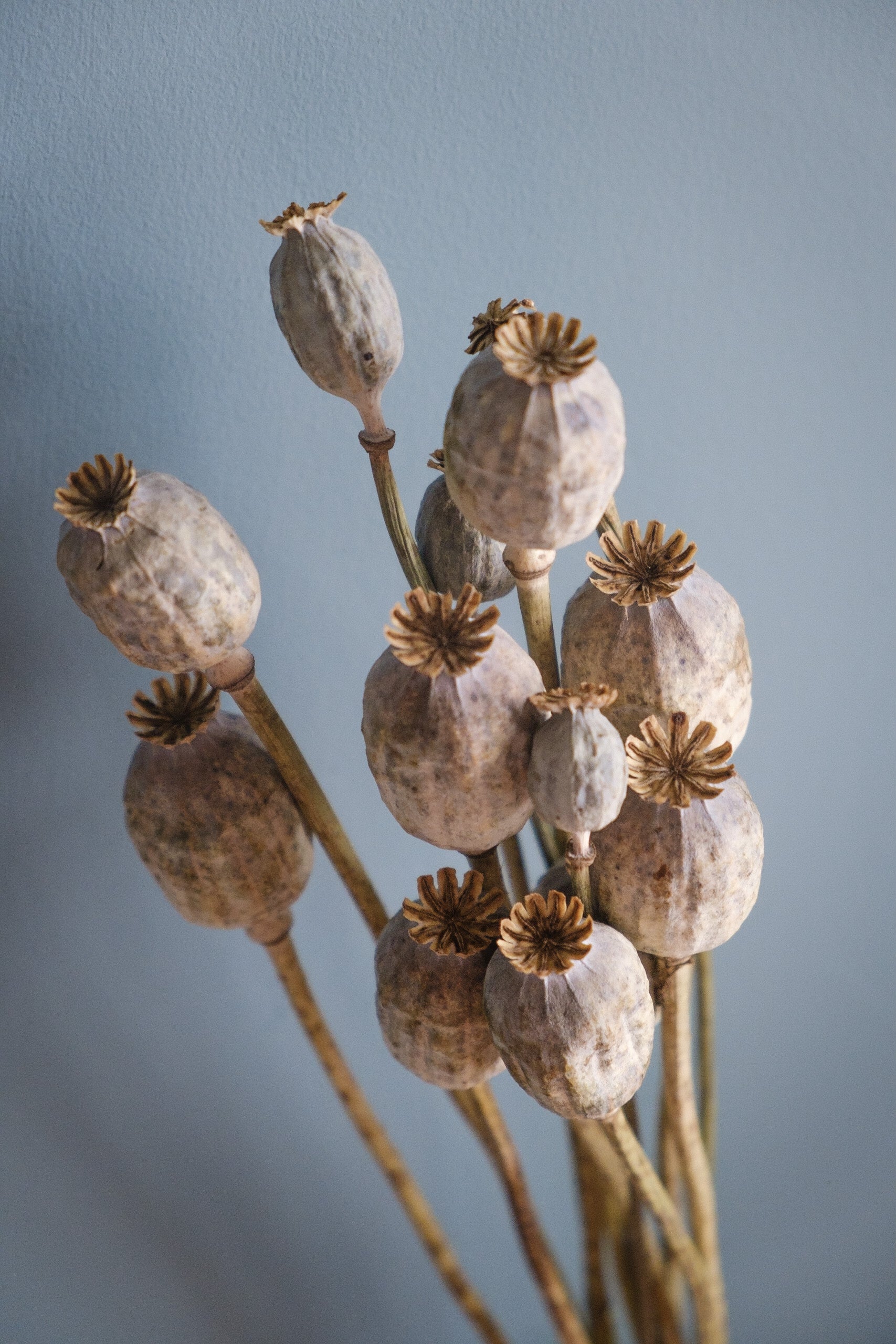 12 poppy seed pods on long stems | Garden Treasures UK