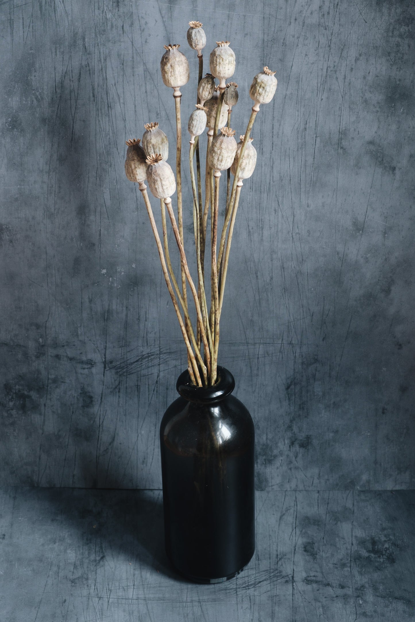 Dried Poppy Seed Heads (Papaver)