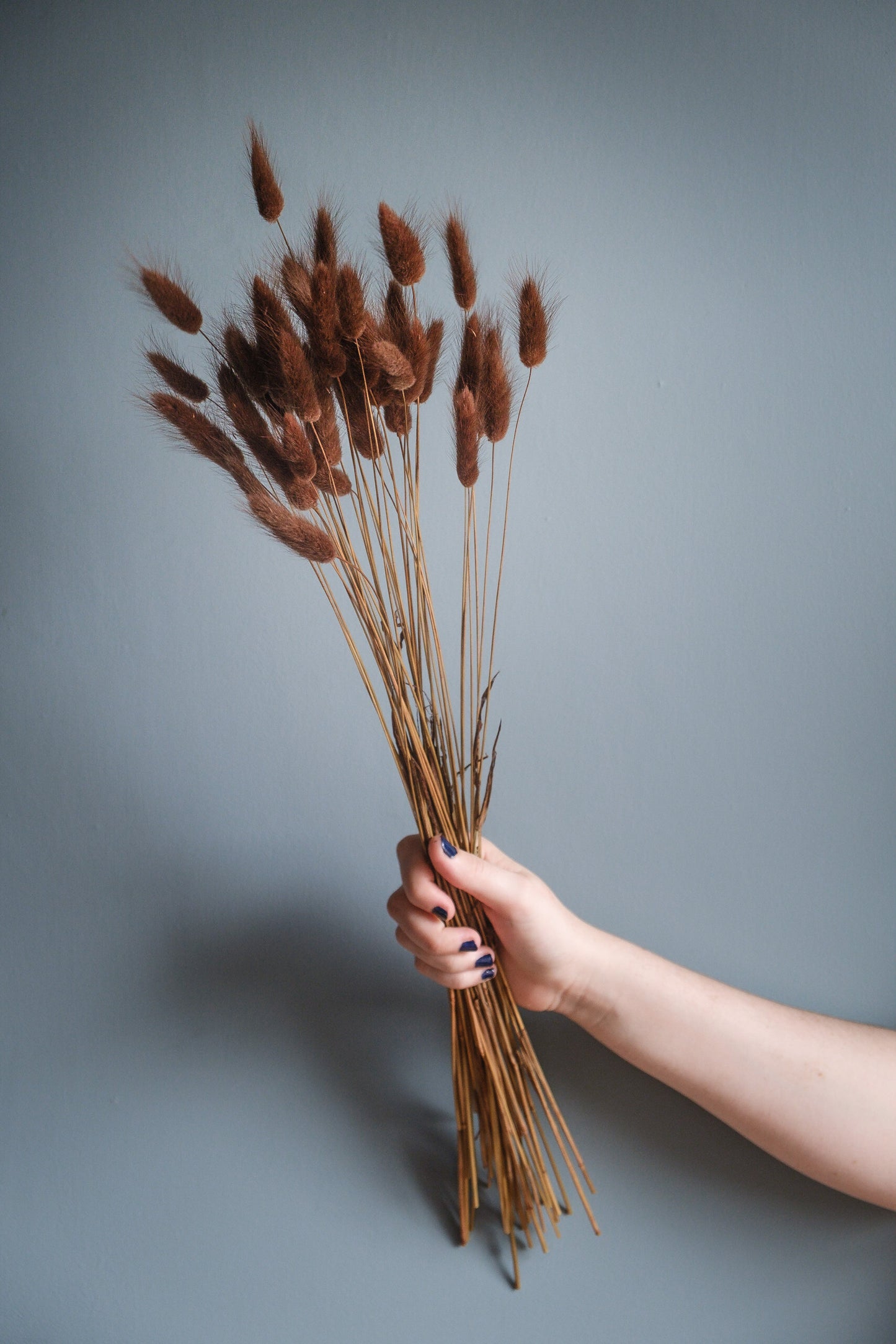 Dried Bunny Tails - Chocolate (Lagurus)