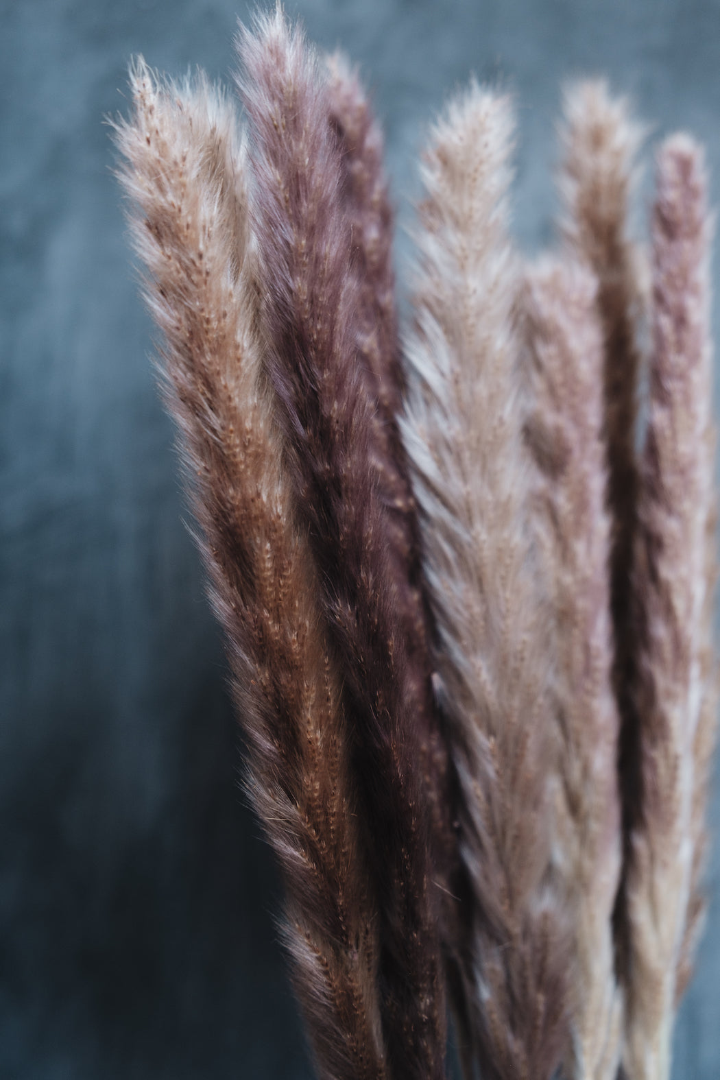 Dried Pampas Grass Bunch