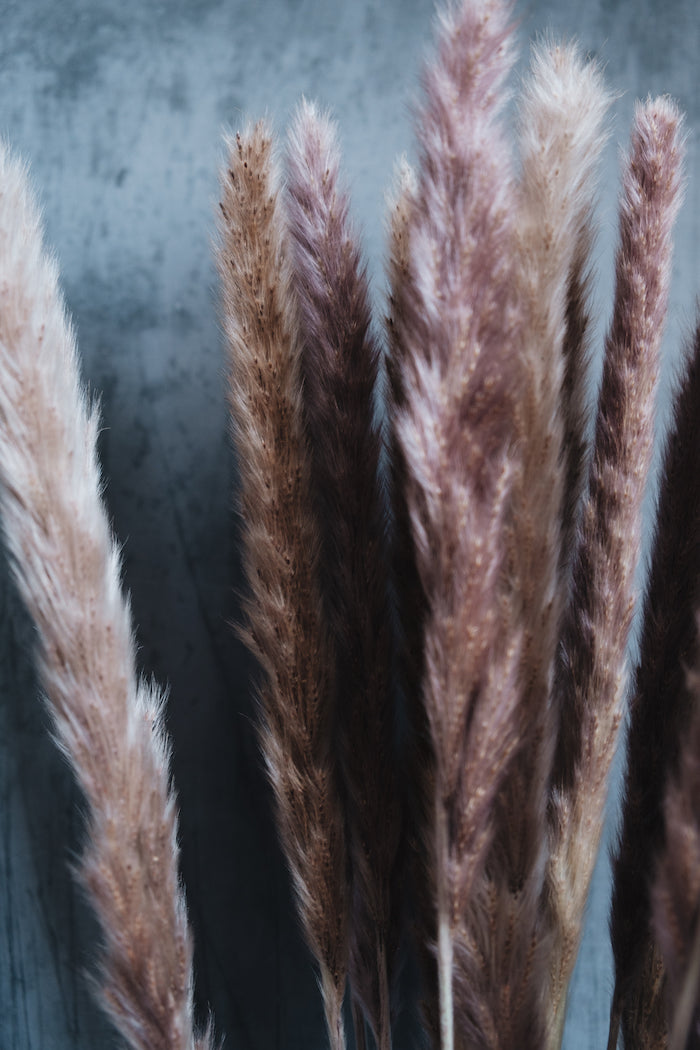 Dried Pampas Grass Bunch