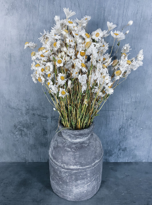 Dried Daisies