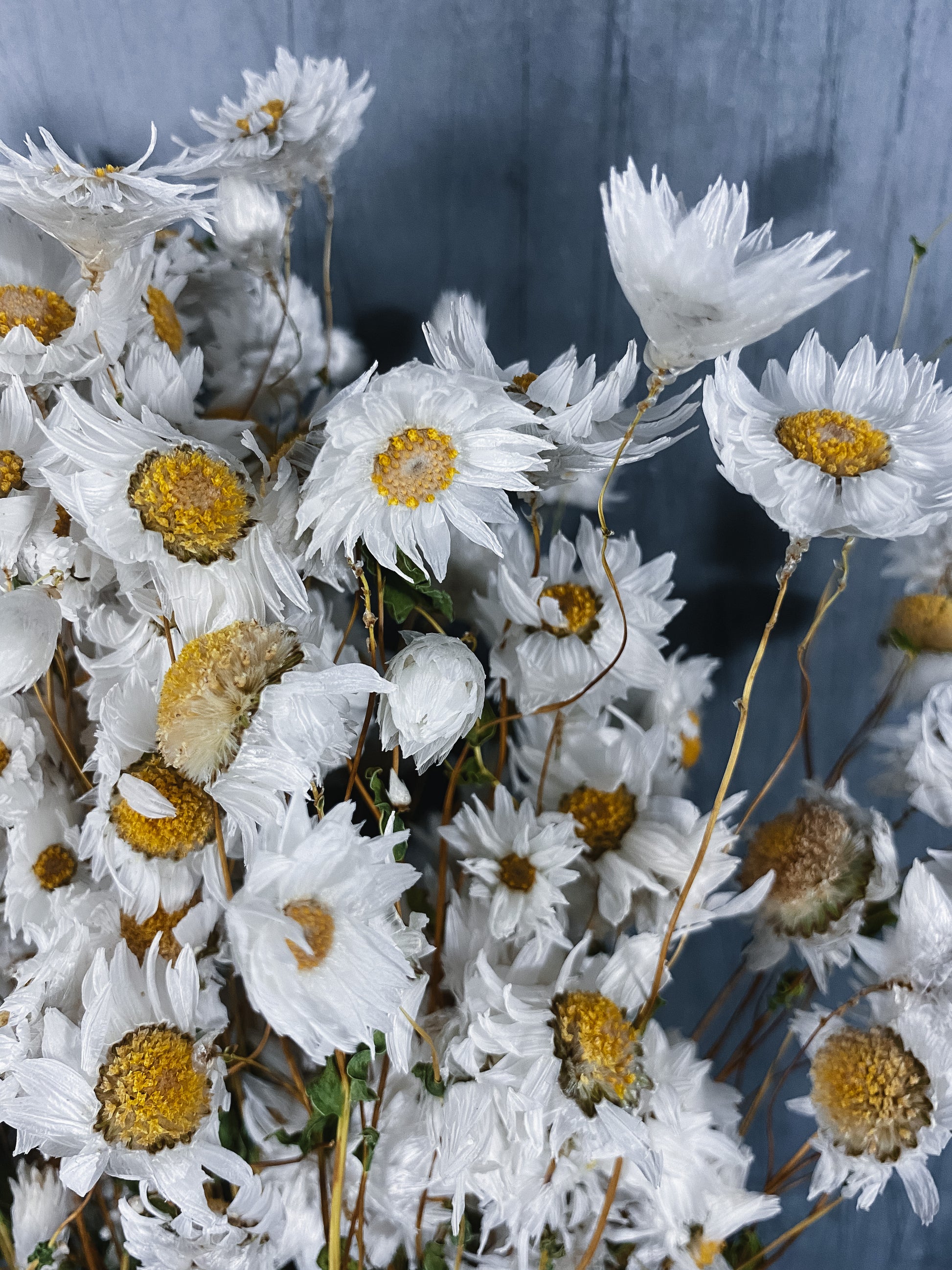 Dried Daisies Bunch / DRIED flowers UK – DRIED Limited