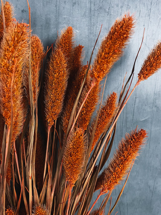 Dried Setaria Bunch - Burnt Orange