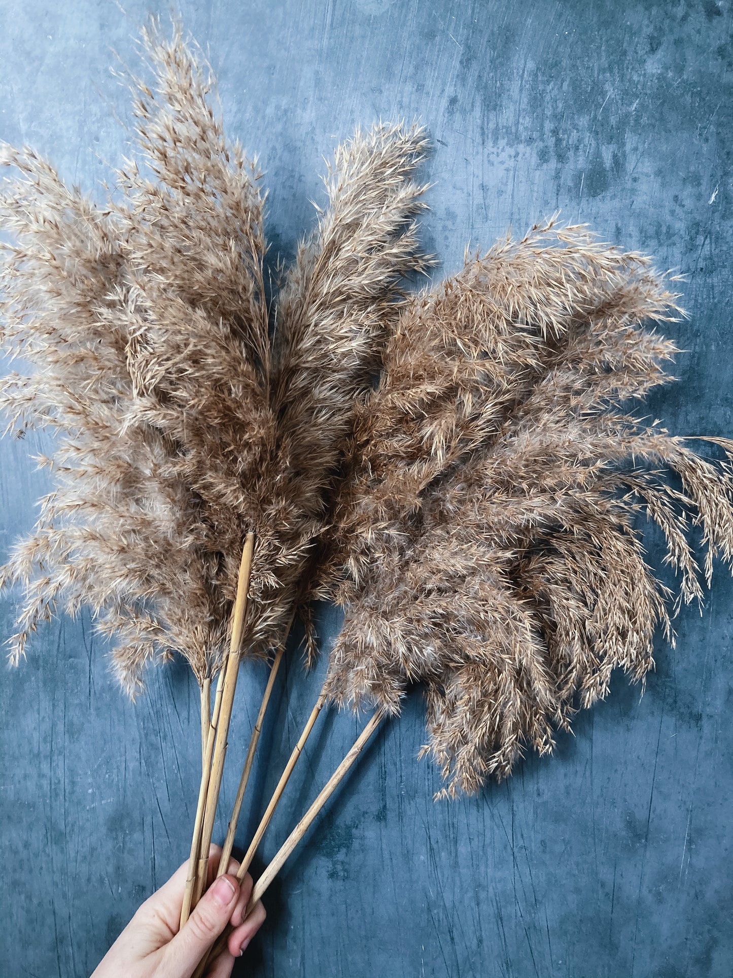 Pampas grass - natural brown