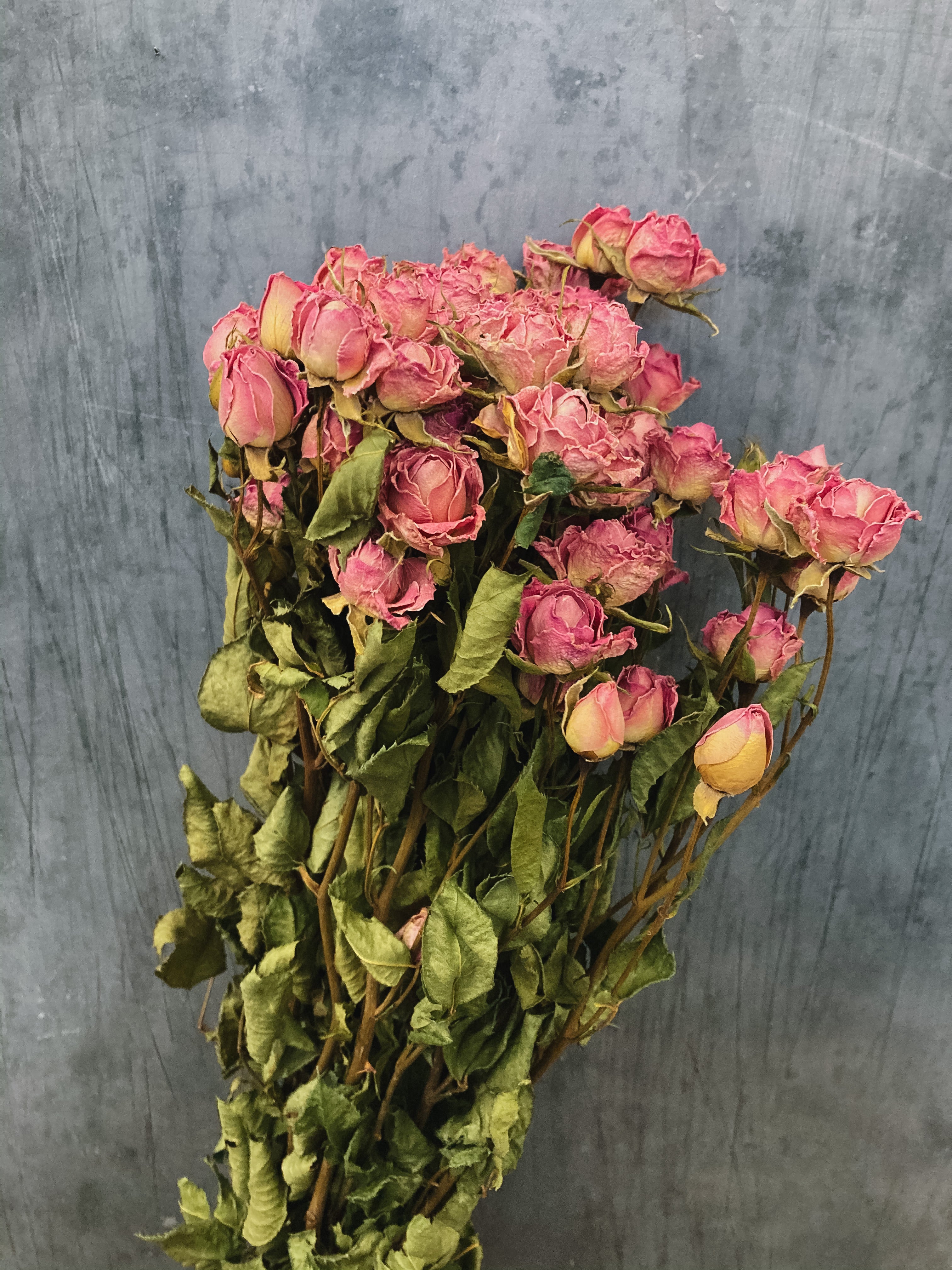 Dried Spray roses - pink / DRIED Flowers UK