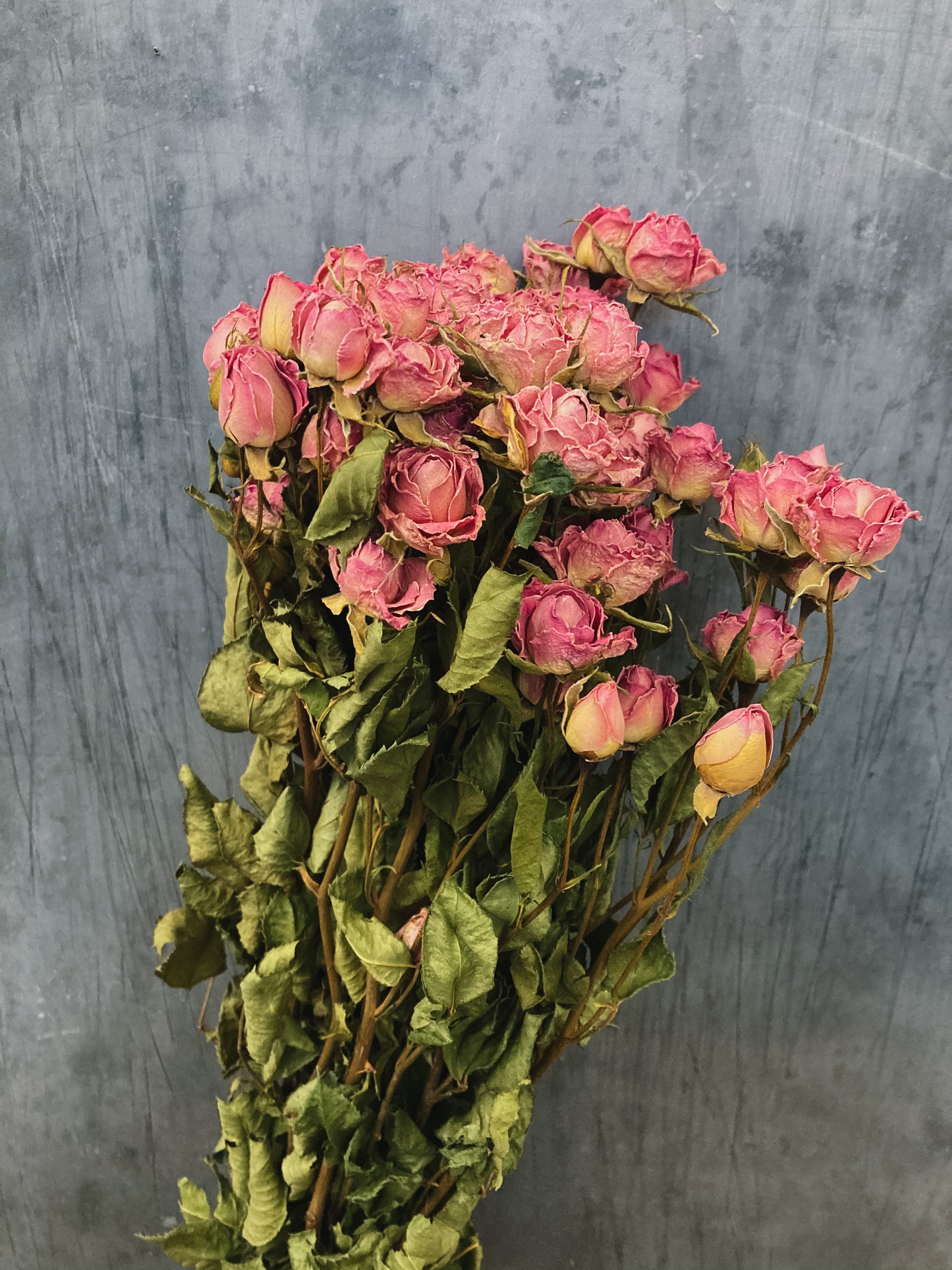 Dried Spray roses - pink / DRIED Flowers UK