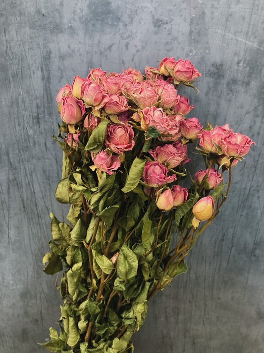 Dried Spray roses - pink
