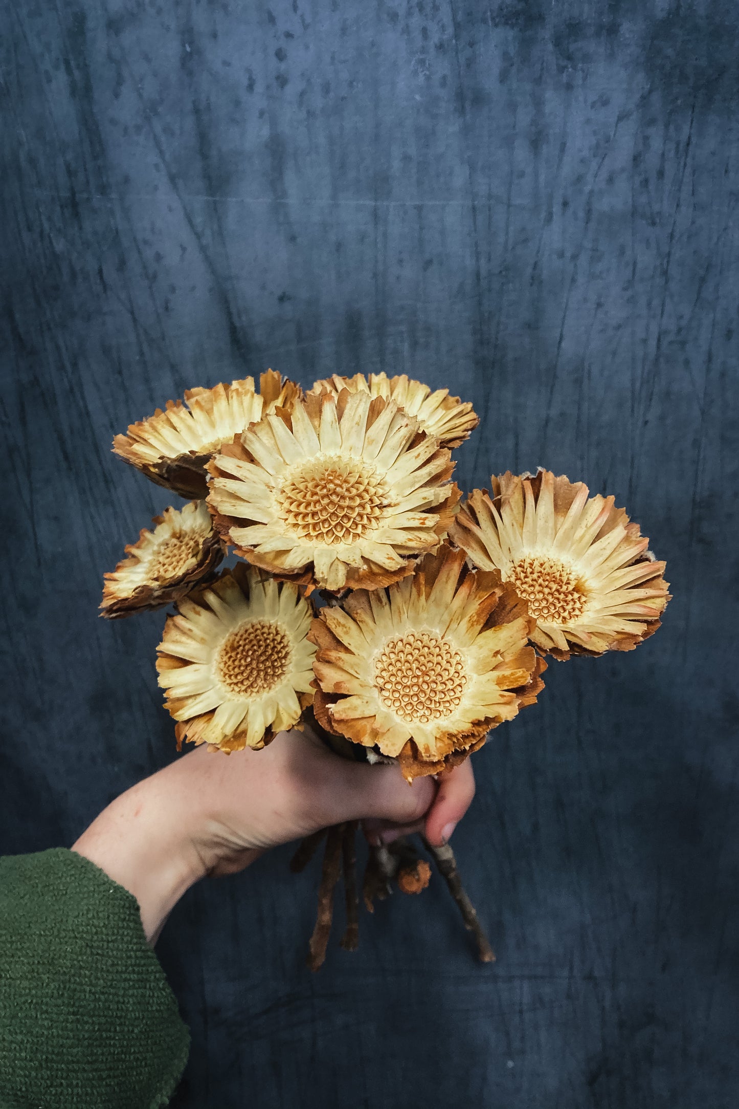 Dried Protea Compacta Flowers