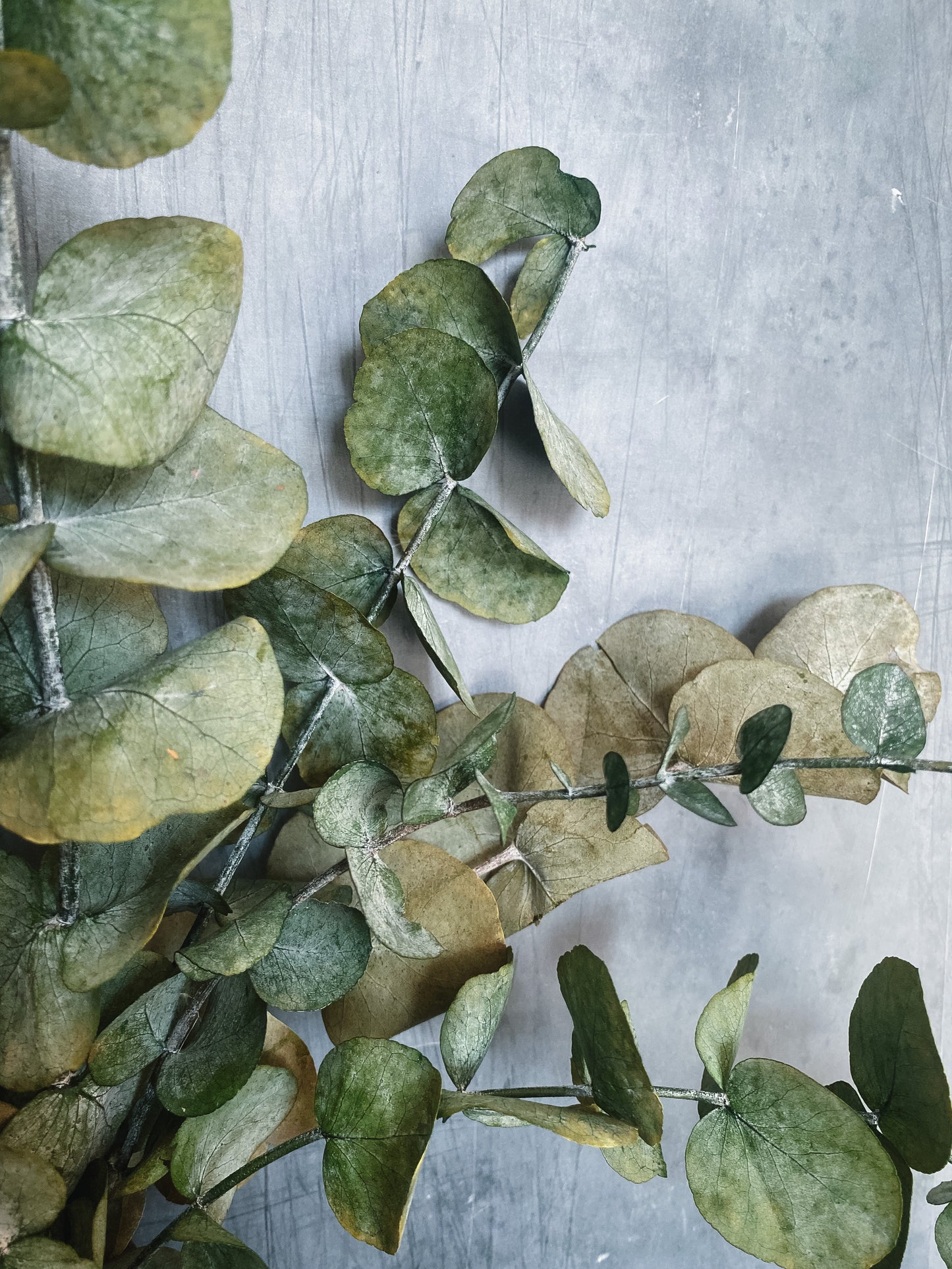 Preserved eucalyptus bunch *seconds*