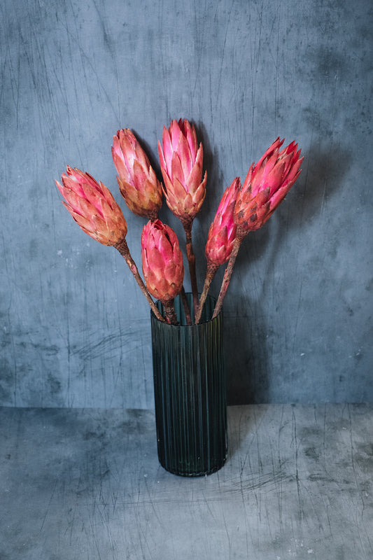 Preserved Protea Flowers - Pink