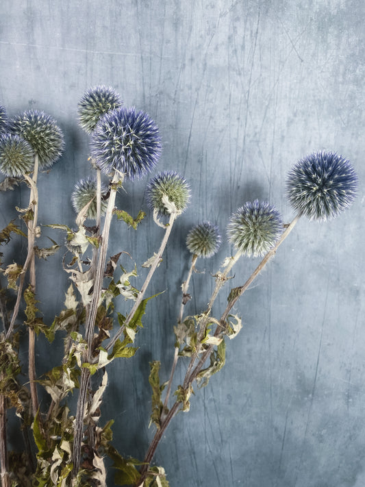 Dried Echinops - Globe Thistle