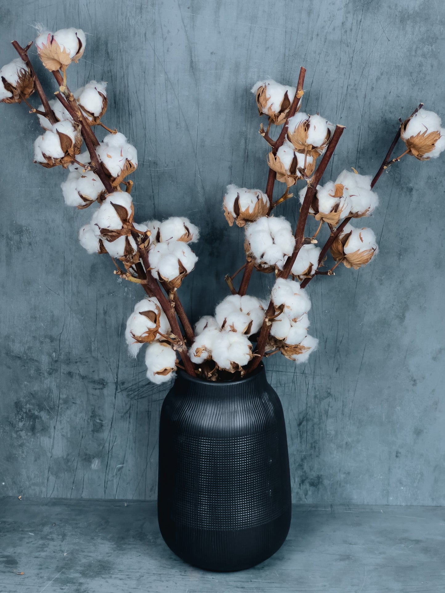 Dried Cotton Stem