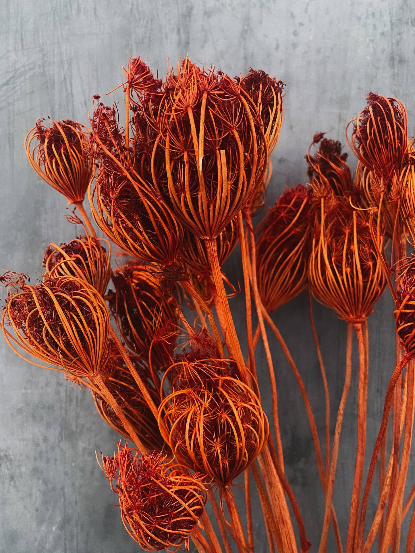 Dried Ammi Majus - burnt orange