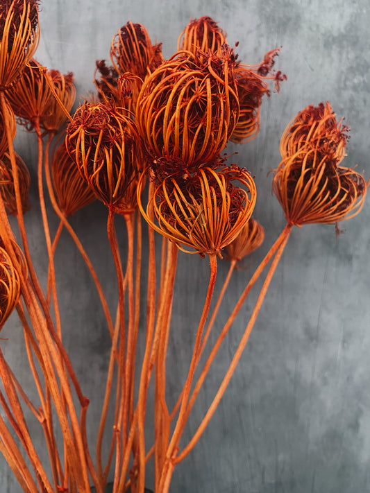 Dried Ammi Majus - burnt orange