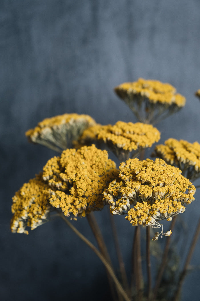 Dried Achillea - Natural Yellow