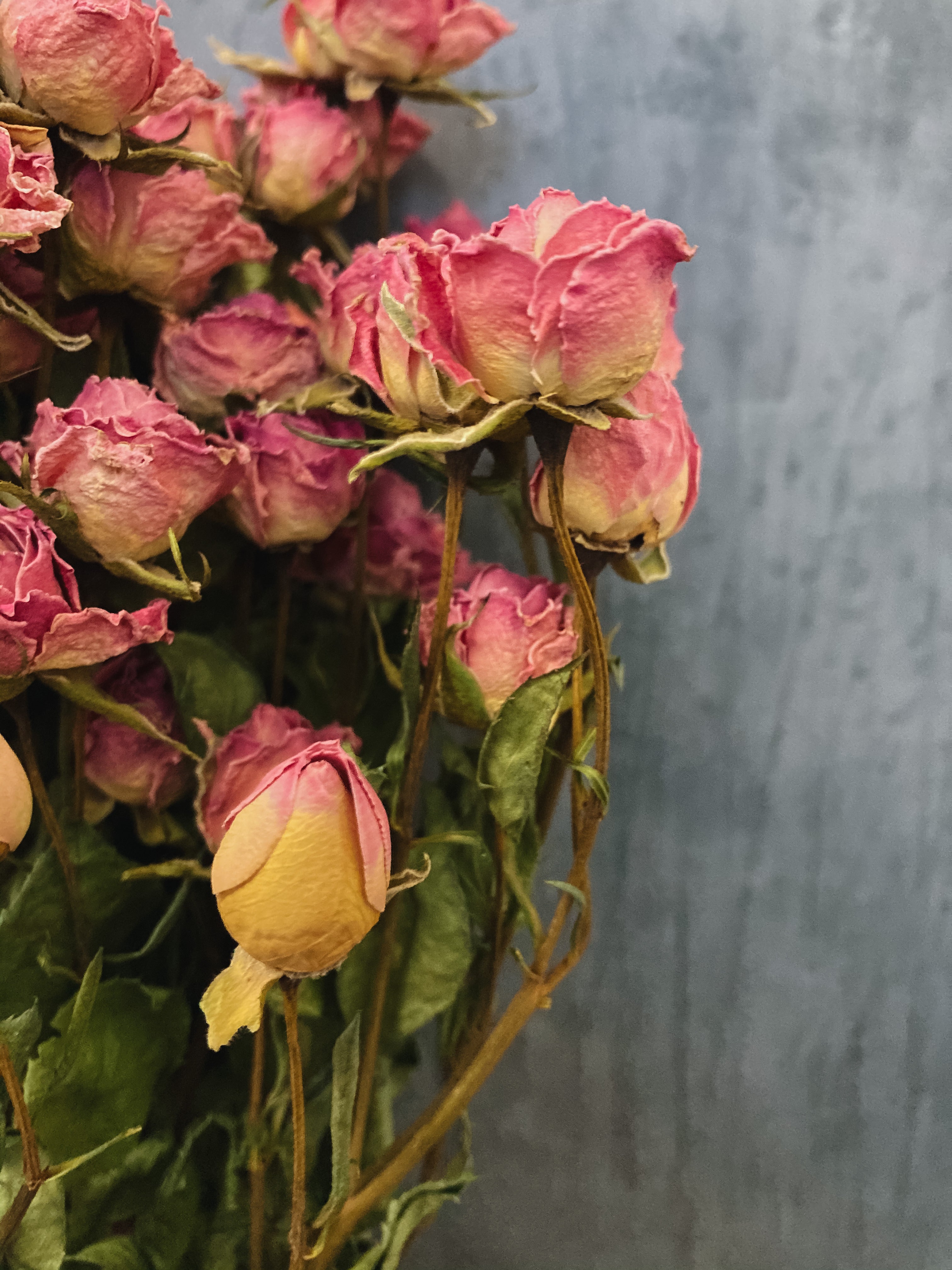Dried Spray roses - pink / DRIED Flowers UK