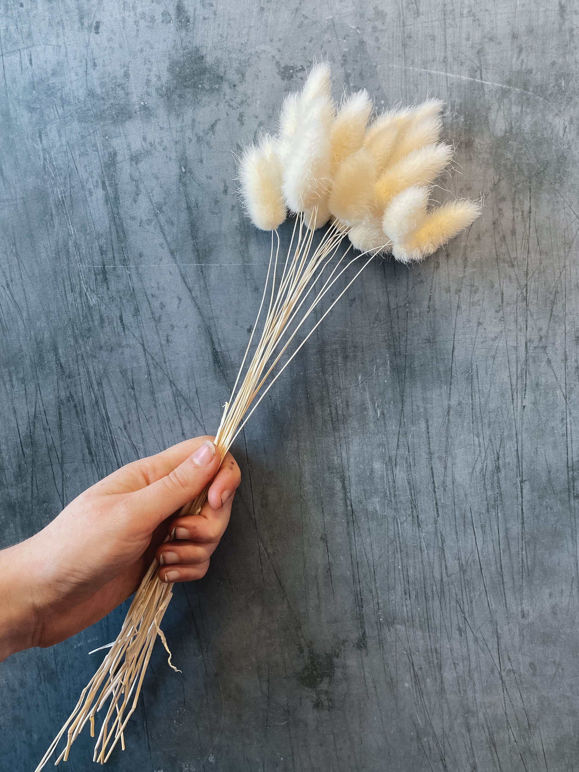 Dried bunny shop tail grass