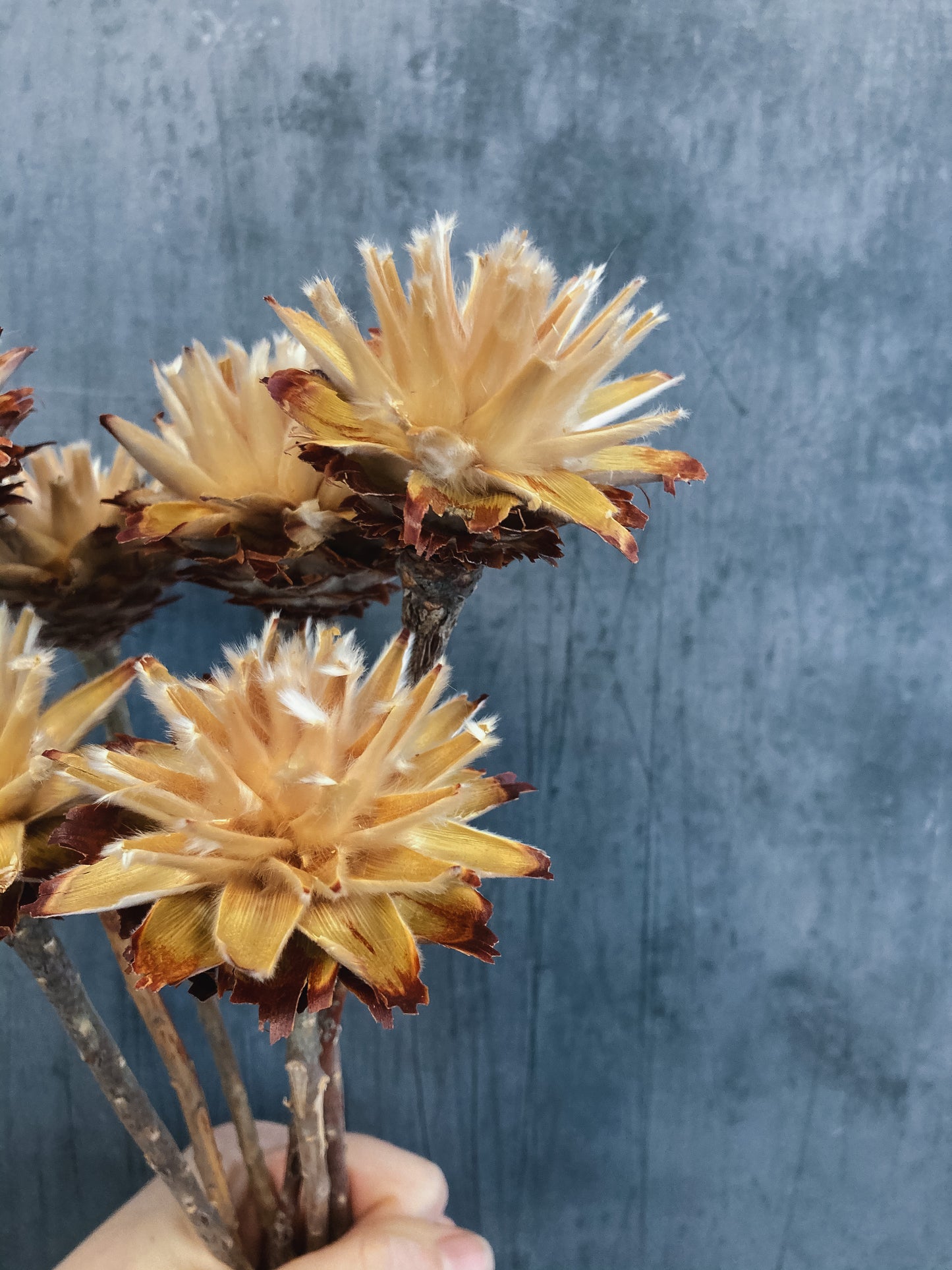 Dried Leucadendron Plumosum Flowers - natural