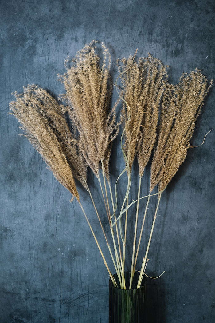 Fluffy Reed Grass - Natural