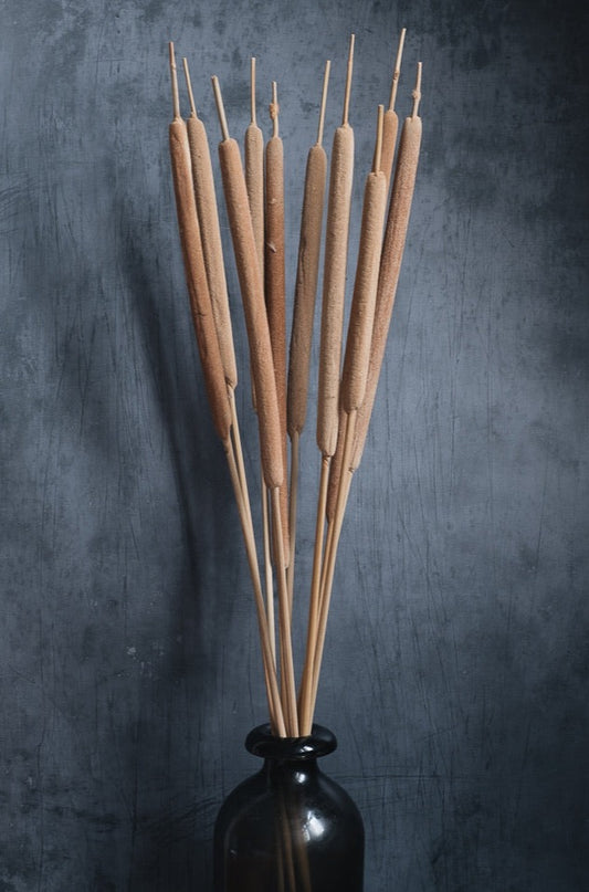 Dried Bulrushes