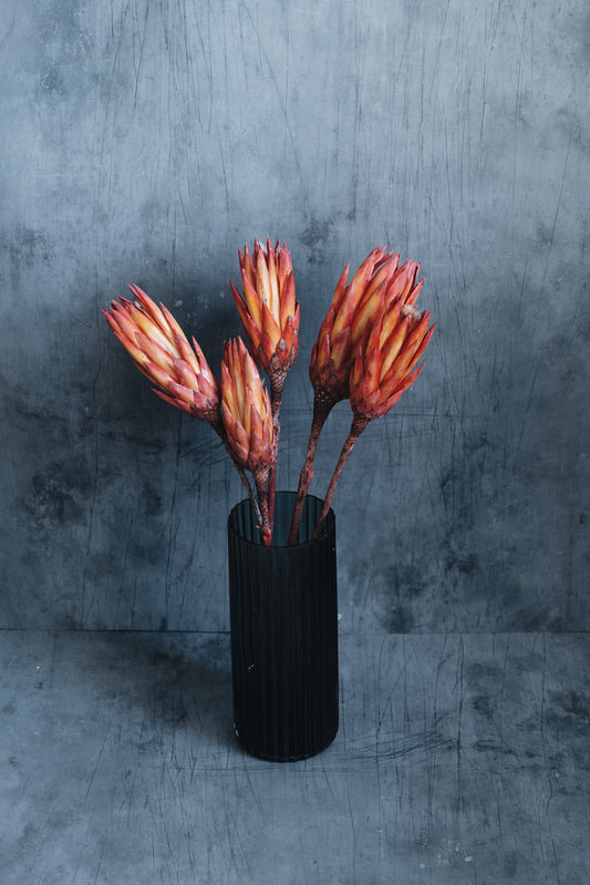 Preserved Protea Flowers - Natural Red