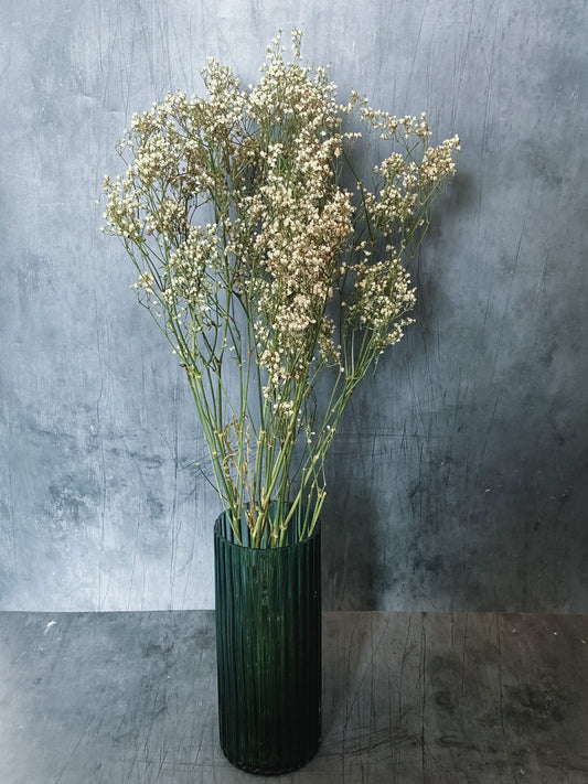 Dried gypsophila