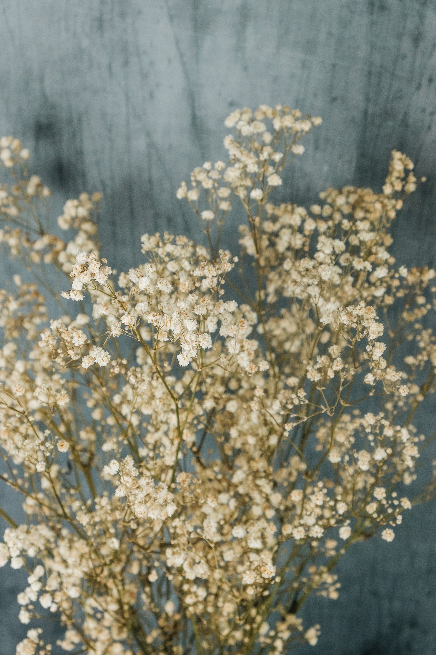 Preserved gypsophila bunch