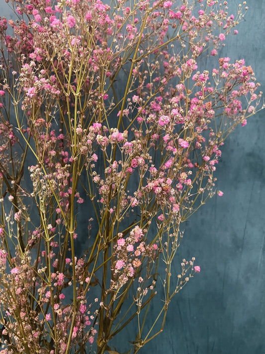 Preserved pink gypsophila bunch