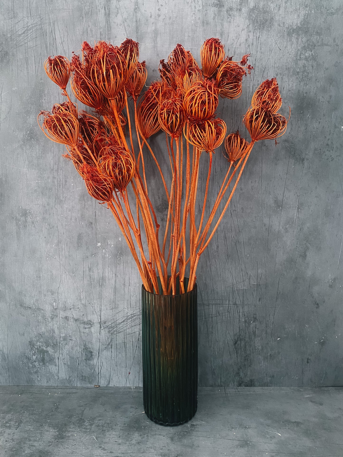 Dried Ammi Majus - burnt orange