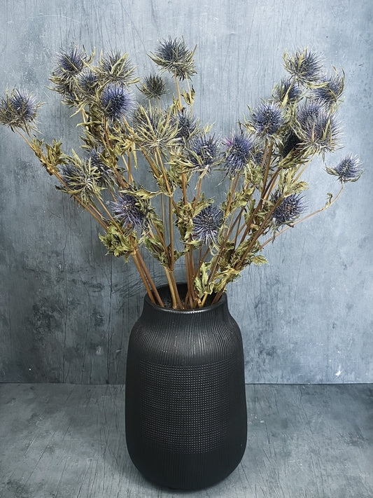 Dried Eryngium Thistles