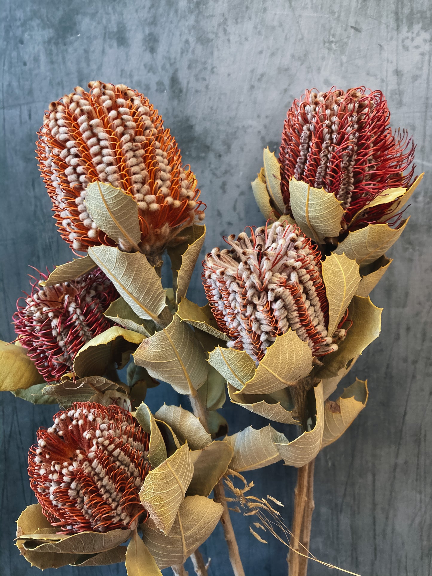 Dried banksia coccinea flowers