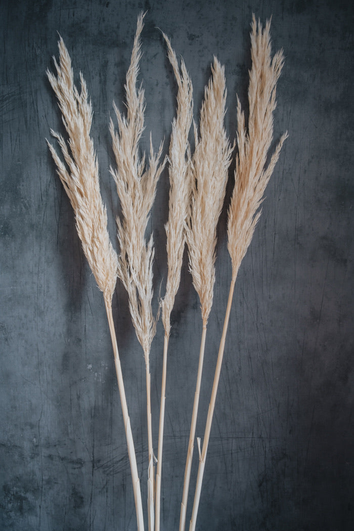 Pampas Grass, Cortaderia selloana bleached