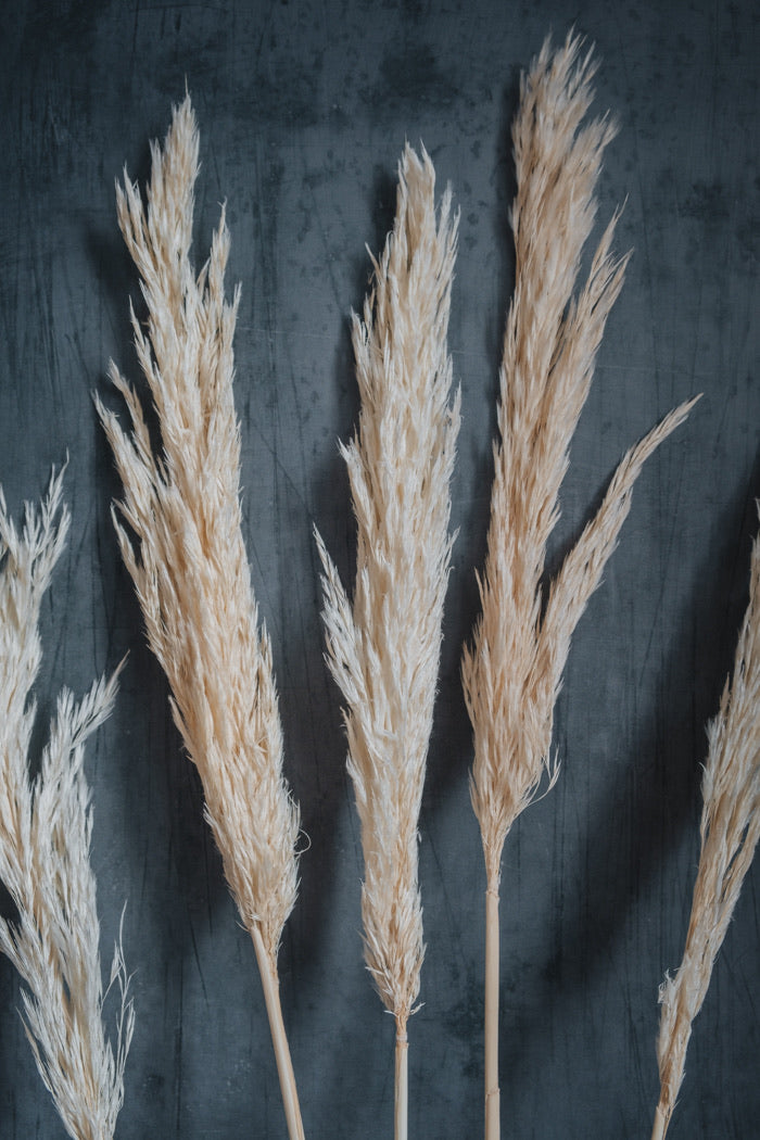 Pampas Grass, Cortaderia selloana bleached