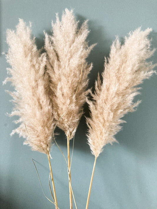 Fluffy Dried Pampas Grass - white