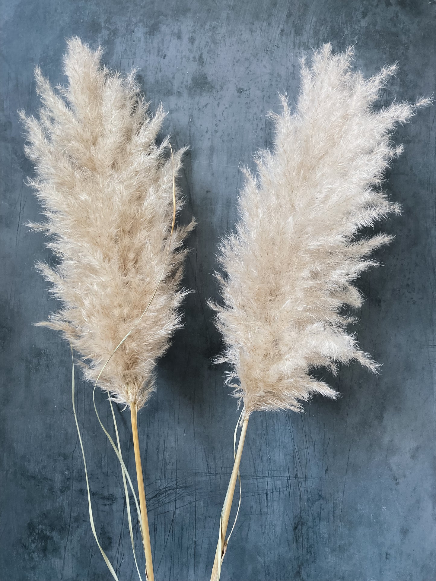 Fluffy Dried Pampas Grass - white