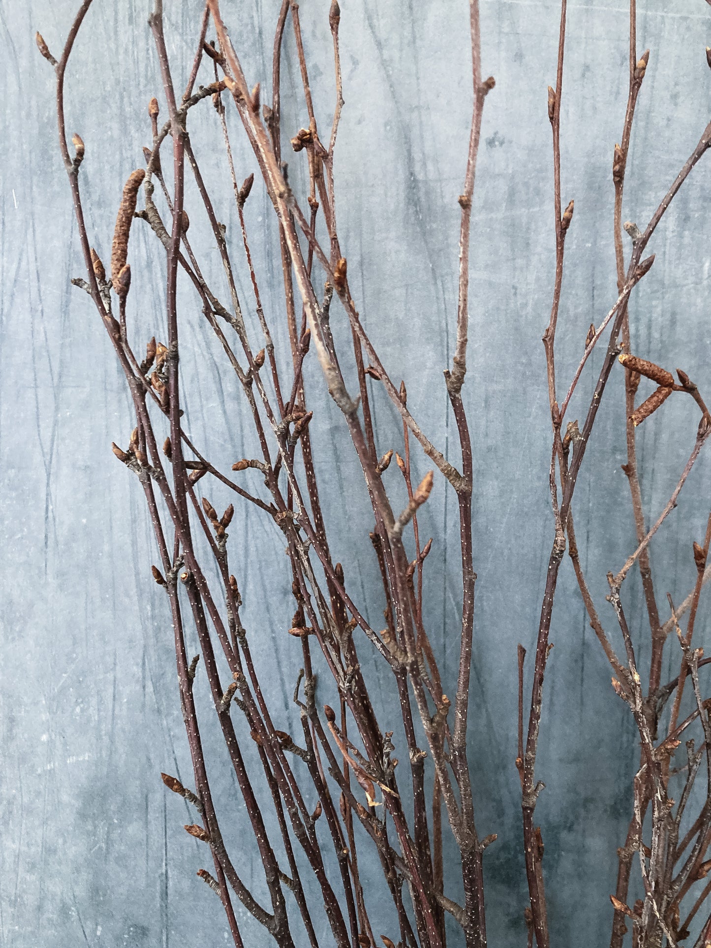 Dried Birch Twigs