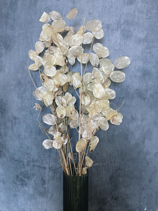 Dried Lunaria Honesty